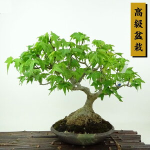 ~   27cm  ~ Acer JGf gt JGf t Ϗܗp i