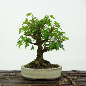 ~   11cm  Acer JGf gt JGf t Ϗܗp i i