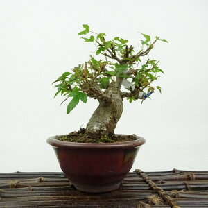 ~   10cm  Acer JGf gt JGf t Ϗܗp i i