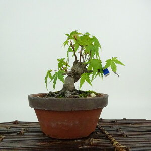 ~ gt  10cm ݂ Acer palmatum ~W JGf t Ϗܗp i i 