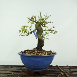 盆栽 紅葉 樹高 約15cm もみじ Acer palmatum モミジ カエデ科 落葉樹 鑑賞用 観賞用 小品 現品