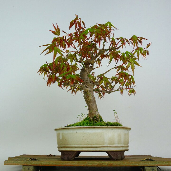 楽天市場】盆栽 紅葉 樹高 約24cm もみじ Acer palmatum モミジ カエデ 