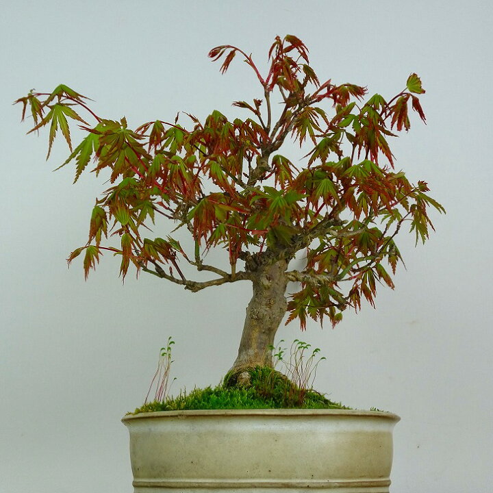 楽天市場】盆栽 紅葉 樹高 約24cm もみじ Acer palmatum モミジ カエデ 