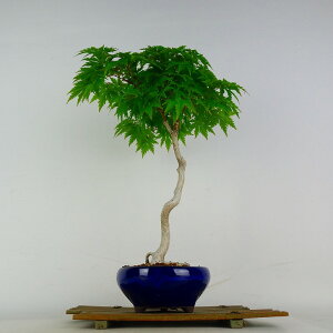 植木 盆栽 楓」の人気商品一覧 | 安い商品を通販サイトから探す - 価格.com