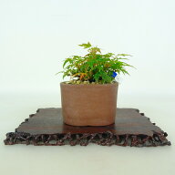 盆栽 紅葉 ミニ盆栽 樹高 約6cm もみじ Acer palmatum モミジ カエデ科 落葉樹 鑑賞 観賞用 小品 現品 現品