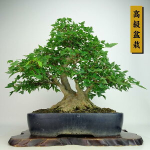 ~   38cm  ~ Acer JGf gt JGf t Ϗܗp i