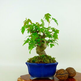 盆栽 楓 樹高 約12cm かえで Acer カエデ 紅葉 カエデ科 落葉樹 観賞用 小品 現品 送料無料