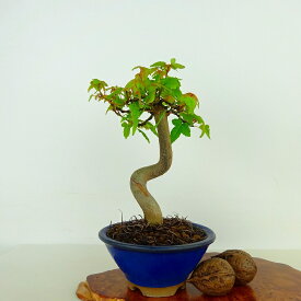 盆栽 楓 樹高 約15cm かえで Acer カエデ 紅葉 カエデ科 落葉樹 観賞用 小品 現品 送料無料