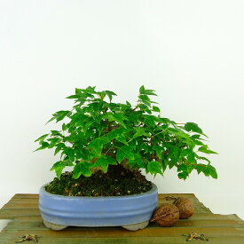 盆栽 楓 樹高 約14cm かえで Acer カエデ 紅葉 カエデ科 落葉樹 観賞用 小品 現品