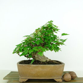 盆栽 楓 樹高 約18cm かえで Acer カエデ 紅葉 カエデ科 落葉樹 観賞用 小品 現品