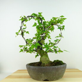 盆栽 楓 樹高 約24cm かえで Acer カエデ 紅葉 カエデ科 落葉樹 観賞用 現品