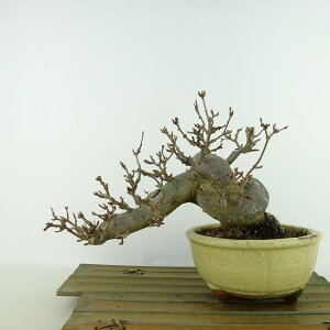 ~   ㉺ 16cm  Acer JGf gt JGf t Ϗܗp i i