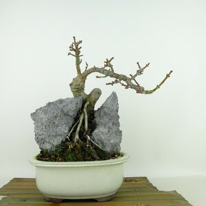 ~ gt q  20cm ݂ Acer palmatum ~W VVKV Εt JGf t Ϗܗp i i