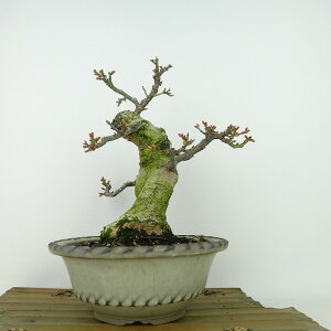 ~ gt q  20cm ݂ Acer palmatum ~W VVKV JGf t Ϗܗp i i