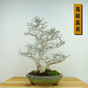 ~   28cm  ~ Acer JGf gt JGf t Ϗܗp i
