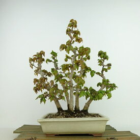 盆栽 楓 樹高 約26cm かえで Acer カエデ 紅葉 カエデ科 落葉樹 観賞用 現品