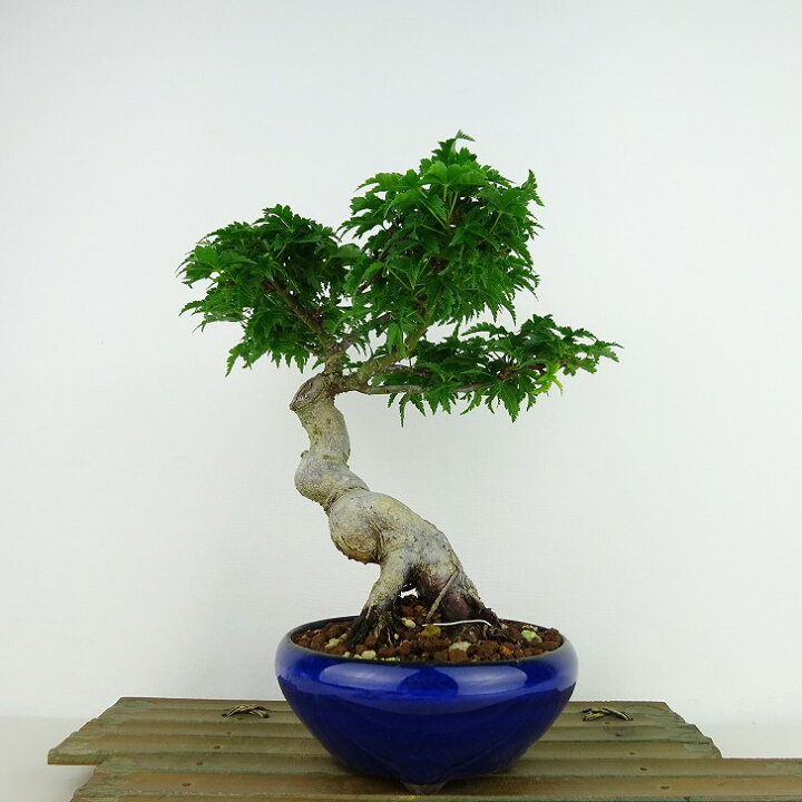 楽天市場】盆栽 紅葉 獅子頭 樹高 約20cm もみじ Acer palmatum モミジ 