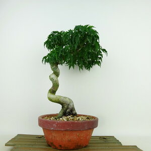 ~ gt q  25cm ݂ Acer palmatum ~W VVKV JGf t Ϗܗp i