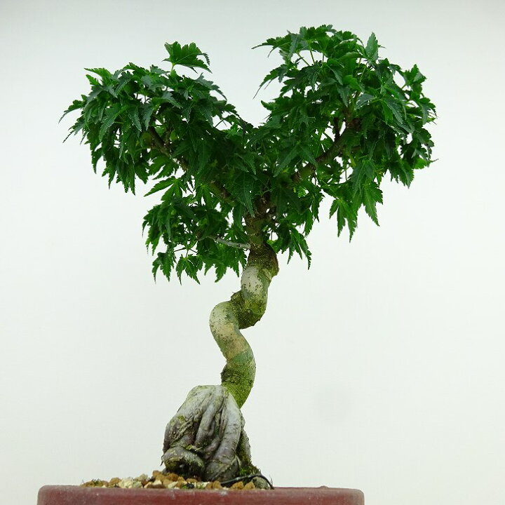 楽天市場】盆栽 紅葉 獅子頭 樹高 約25cm もみじ Acer palmatum モミジ 