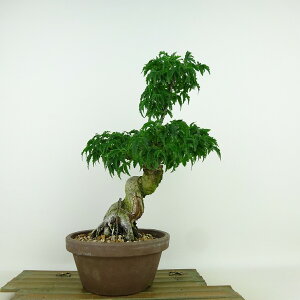 ~ gt q  26cm ݂ Acer palmatum ~W VVKV JGf t Ϗܗp i
