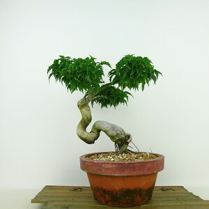 ~ gt q  19cm ݂ Acer palmatum ~W VVKV JGf t Ϗܗp i i