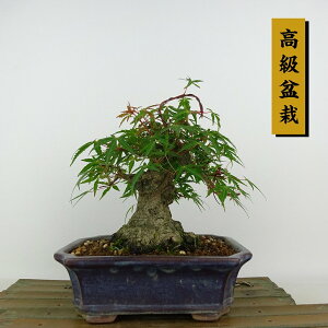 ~ gt ǐ  16cm ݂ ~ Acer palmatum ~W AJ JGf t Ϗܗp i i