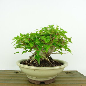 ~   10cm  Acer JGf gt JGf t Ϗܗp i i