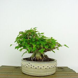~   12cm  Acer JGf gt JGf t Ϗܗp i i