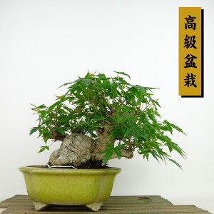 ~ gt  16cm ݂ ~ Acer palmatum ~W JGf t Ϗܗp i i