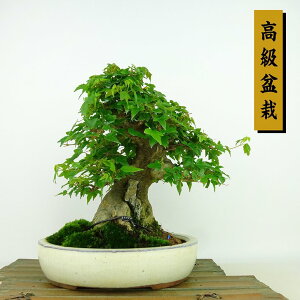 ~   21cm  ~ Acer JGf gt JGf t Ϗܗp i