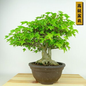 ~   27cm  ~ Acer JGf gt JGf t Ϗܗp i