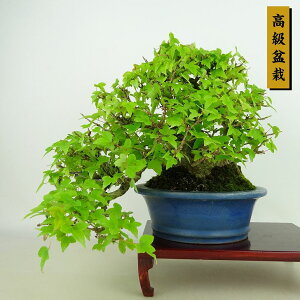 ~   ㉺ 22cm  ~ Acer JGf gt JGf t Ϗܗp i