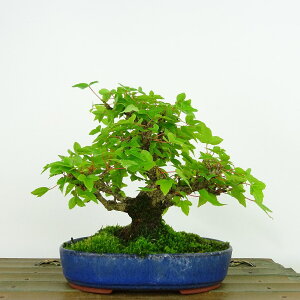 ~   14cm  Acer JGf gt JGf t Ϗܗp i i