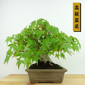 ~ gt  20cm ݂ ~ Acer palmatum ~W JGf t Ϗܗp i i