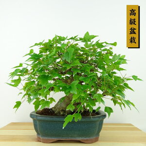 ~   19cm  ~ Acer JGf gt JGf t Ϗܗp i i