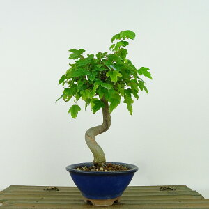 ~   19cm  Acer JGf gt JGf t Ϗܗp i i