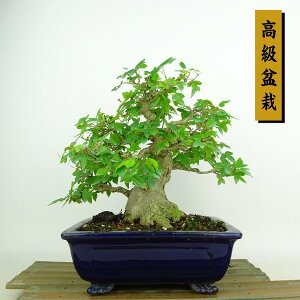 ~   19cm  ~ Acer JGf gt JGf t Ϗܗp i i