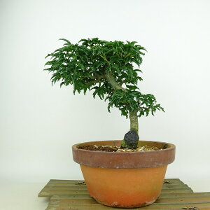 ~ gt q  21cm ݂ Acer palmatum ~W VVKV JGf t Ϗܗp i