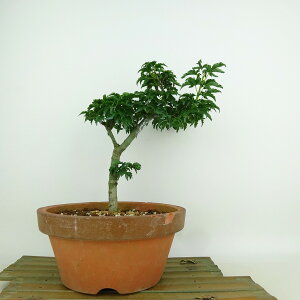 ~ gt q  21cm ݂ Acer palmatum ~W VVKV JGf t Ϗܗp i