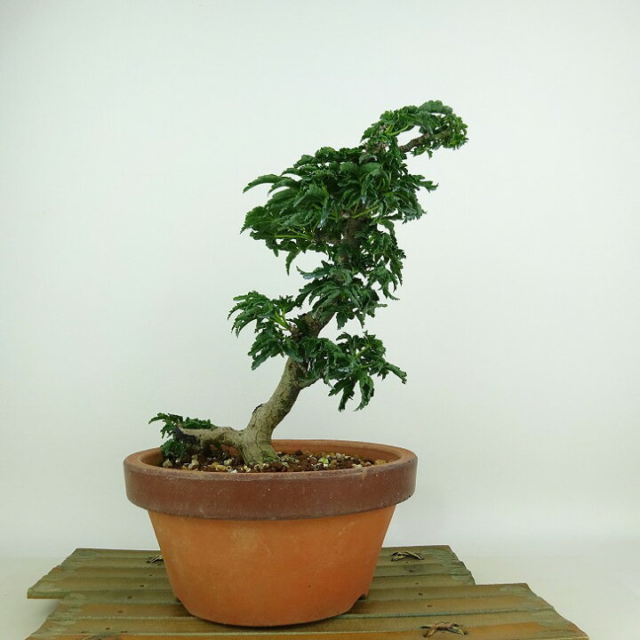楽天市場】盆栽 紅葉 獅子頭 樹高 21cm もみじ Acer palmatum モミジ 