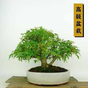 ~ gt P  19cm ݂ ~ Acer palmatum ~W JGf t Ϗܗp i i