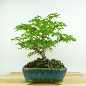 ~ gt  23cm ݂ Acer palmatum ~W JGf t Ϗܗp i