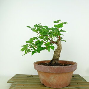 ~  {l  15cm  Acer JGf gt JGf t Ϗܗp i i 