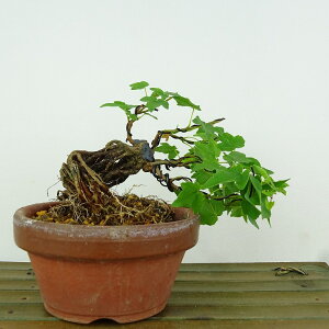 ~  {l  ㉺ 11cm  Acer JGf gt  JGf t Ϗܗp i i 