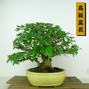 ~   18cm  ~ Acer JGf gt JGf t Ϗܗp i i