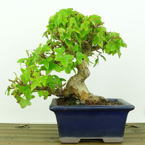 ~   14cm  Acer JGf gt JGf t Ϗܗp i i