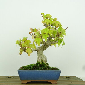~   17cm  Acer JGf gt JGf t Ϗܗp i i 