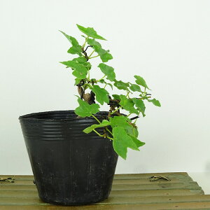 ~  {l  11cm  Acer JGf gt JGf t Ϗܗp i i 