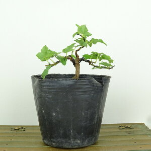 ~  {l  8cm  Acer JGf gt JGf t Ϗܗp i i 