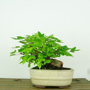 ~   10cm  Acer JGf gt JGf t Ϗܗp i i